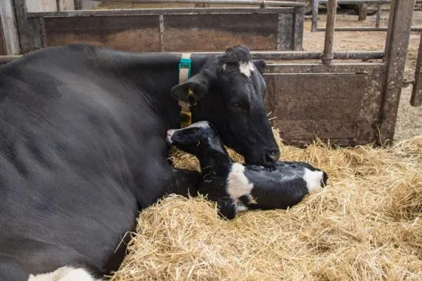 Why does a cow have no milk after calving?