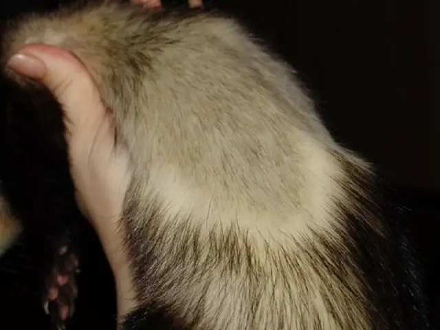 Why does a ferrets tail go bald: causes and treatment