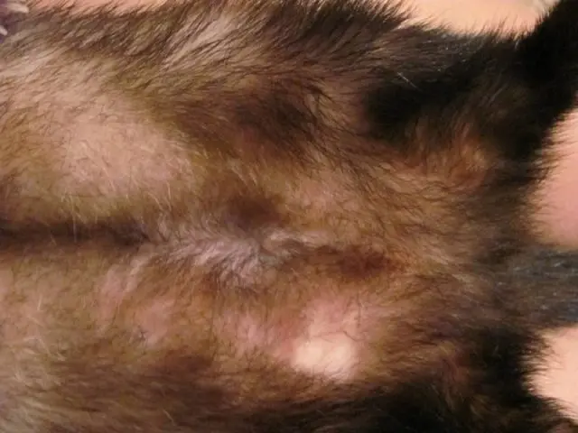 Why does a ferrets tail go bald: causes and treatment