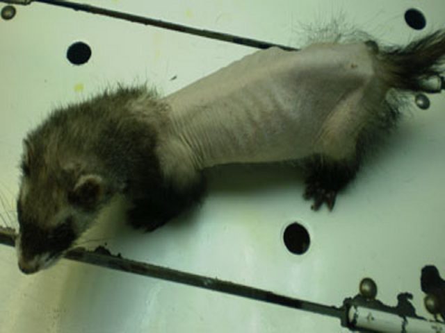 Why does a ferrets tail go bald: causes and treatment