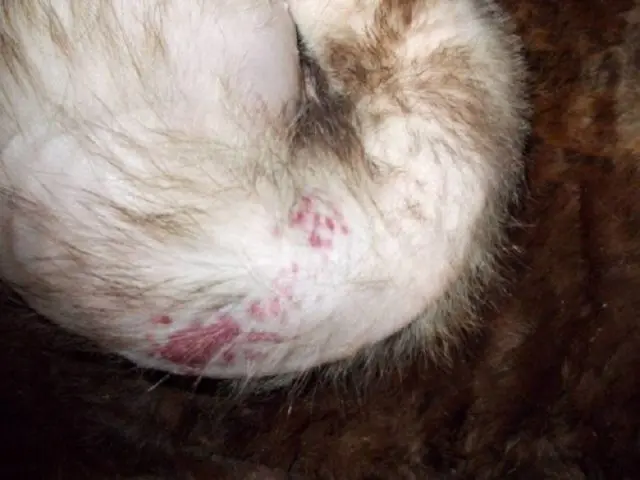 Why does a ferrets tail go bald: causes and treatment