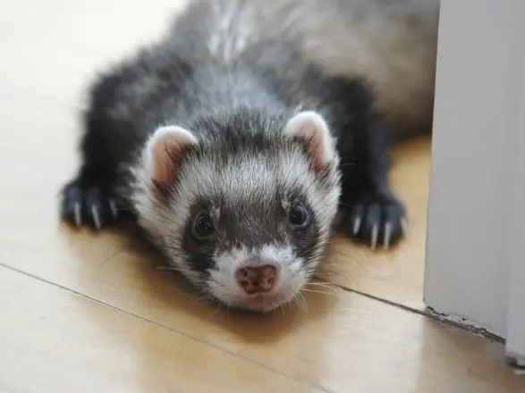 Why does a ferrets tail go bald: causes and treatment