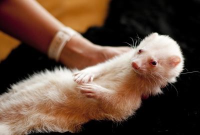 Why does a ferret&#8217;s tail go bald: causes and treatment