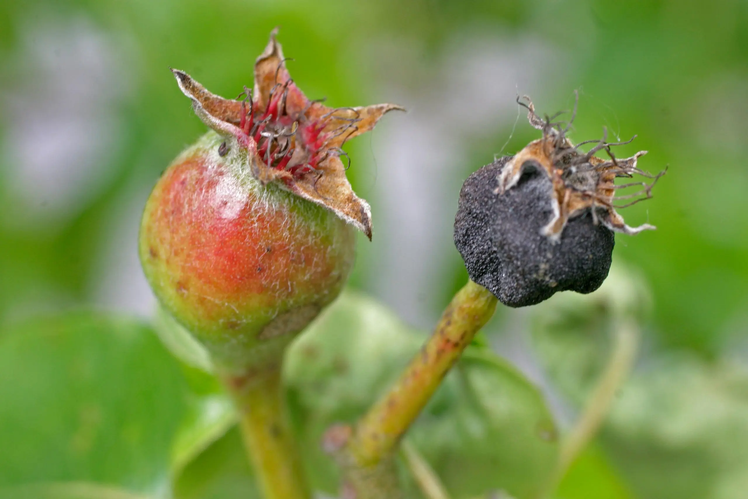 Why does a young pear dry