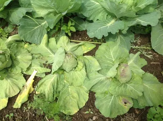 Why does cabbage wither, what are the causes and methods of prevention?