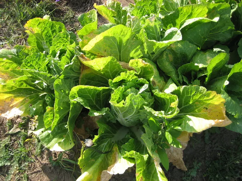 Why does cabbage wither, what are the causes and methods of prevention?