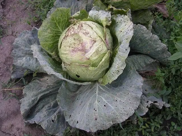 Why does cabbage wither, what are the causes and methods of prevention?