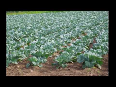 Why does cabbage wither, what are the causes and methods of prevention?