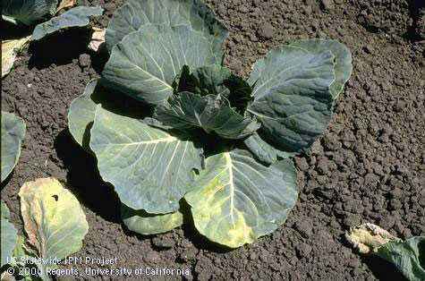 Why does cabbage wither, what are the causes and methods of prevention?