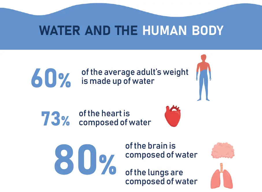 Why does the body need water?