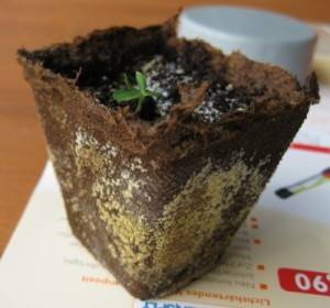 Why does the earth grow moldy in seedlings