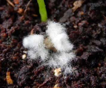 Why does the earth grow moldy in seedlings