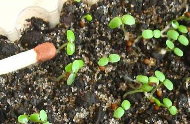 Why does the earth grow moldy in seedlings