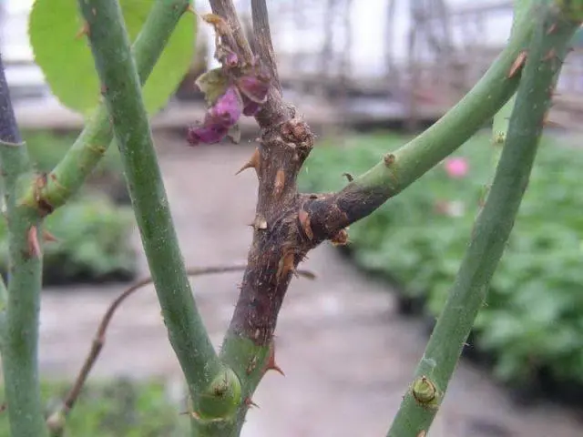 Why does the stem of a rose turn black: under a bud, garden, room, what to do