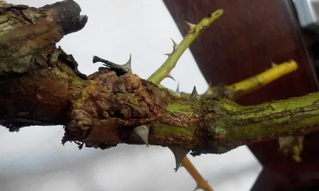 Why does the stem of a rose turn black: under a bud, garden, room, what to do