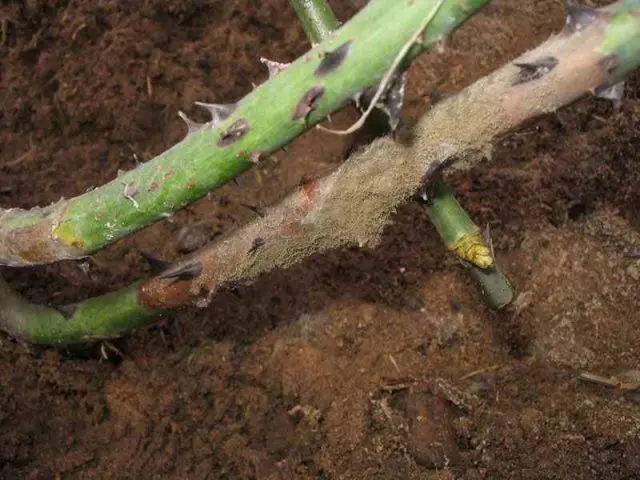 Why does the stem of a rose turn black: under a bud, garden, room, what to do