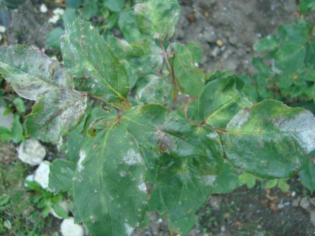 Why does the stem of a rose turn black: under a bud, garden, room, what to do