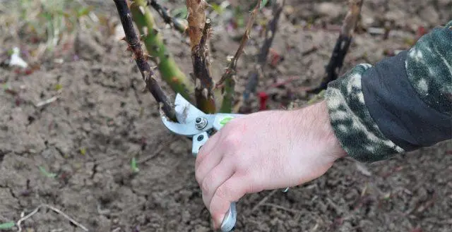 Why does the stem of a rose turn black: under a bud, garden, room, what to do