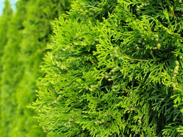 Why does the thuja turn yellow (blacken, dry) after winter, spring, autumn: causes, treatment