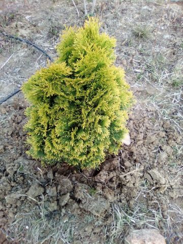 Why does the thuja turn yellow (blacken, dry) after winter, spring, autumn: causes, treatment