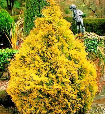 Why does the thuja turn yellow (blacken, dry) after winter, spring, autumn: causes, treatment