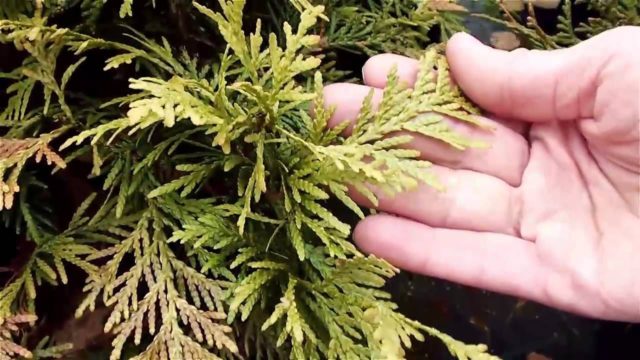 Why does the thuja turn yellow (blacken, dry) after winter, spring, autumn: causes, treatment