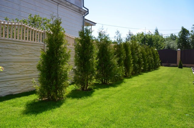 Why does the thuja turn yellow (blacken, dry) after winter, spring, autumn: causes, treatment