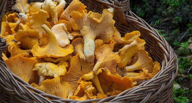 Why dont worms eat chanterelles