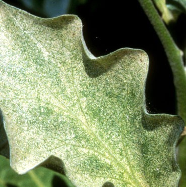 Why eggplant leaves turn yellow: what to do?