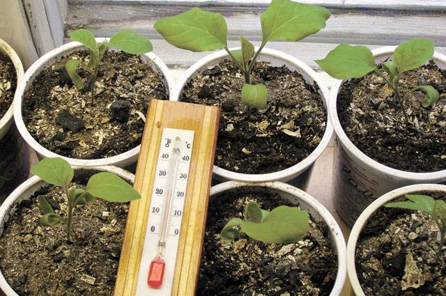 Why eggplant seedlings fall