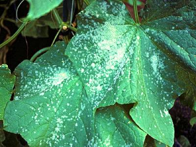 Why eggplant seedlings fall