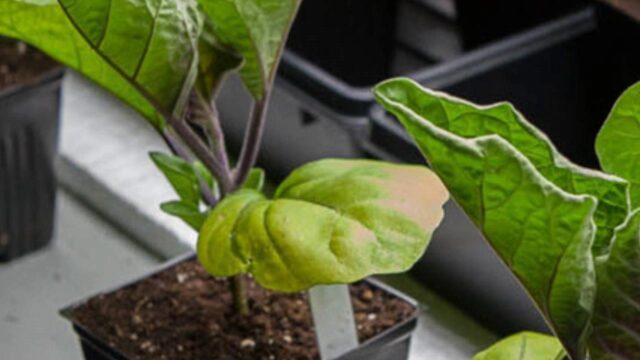 Why eggplant seedlings turn yellow on the windowsill and what to do