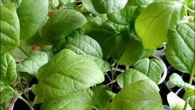 Why eggplant seedlings turn yellow on the windowsill and what to do