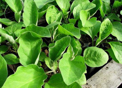 Why eggplant seedlings turn yellow on the windowsill and what to do