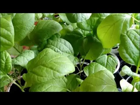 Why eggplant seedlings turn yellow on the windowsill and what to do