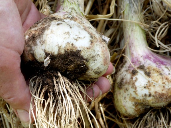 Why garlic rots in the garden: the main reasons