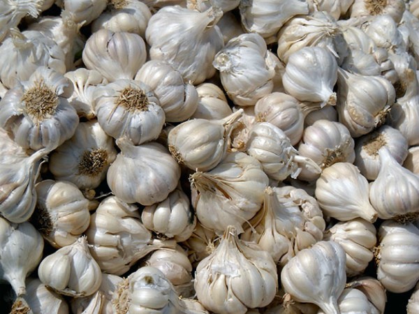 Why garlic rots in the garden: the main reasons