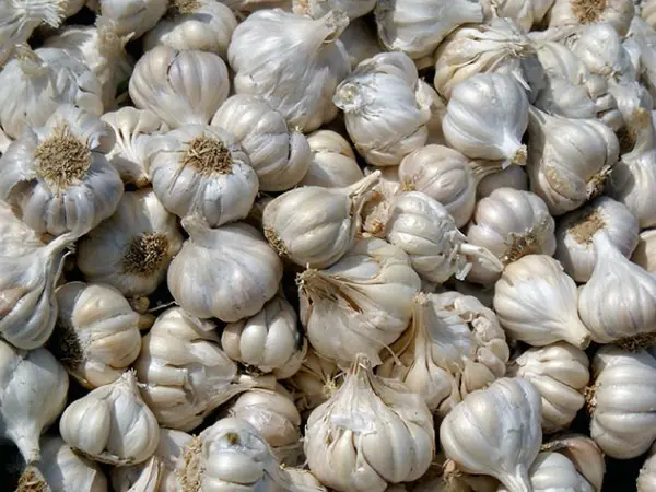 Why garlic rots in the garden: the main reasons