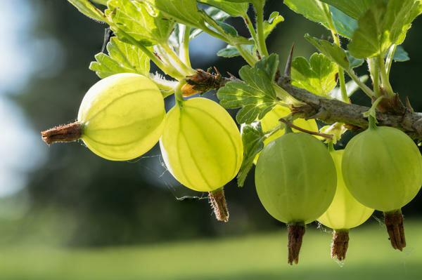 Why gooseberries do not bear fruit: reasons and what to do