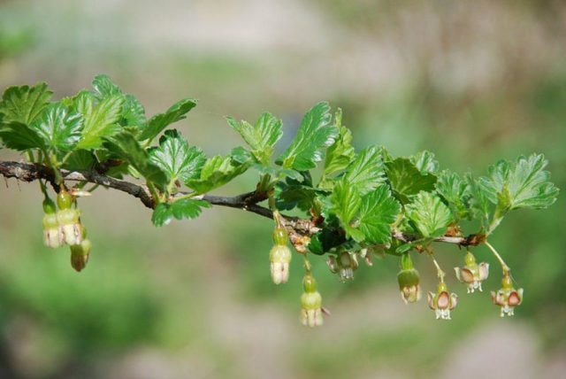 Why gooseberries do not bear fruit: reasons and what to do