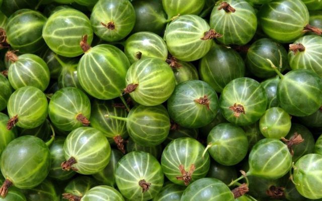 Why gooseberries do not bear fruit: reasons and what to do