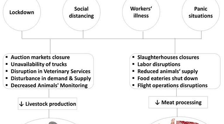 Why have meat plants become habitats for COVID-19?