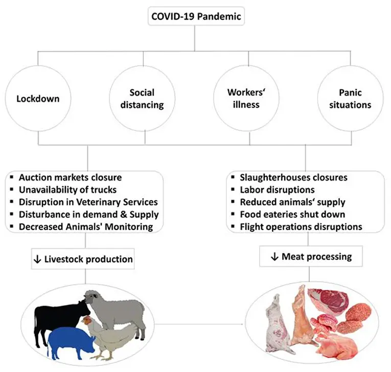 Why have meat plants become habitats for COVID-19?