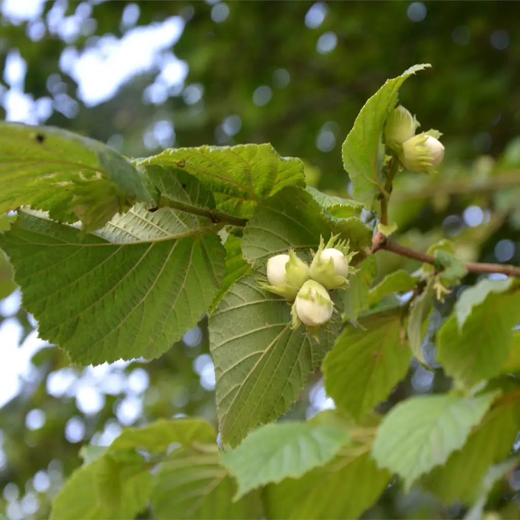 Why hazel does not bear fruit in the garden