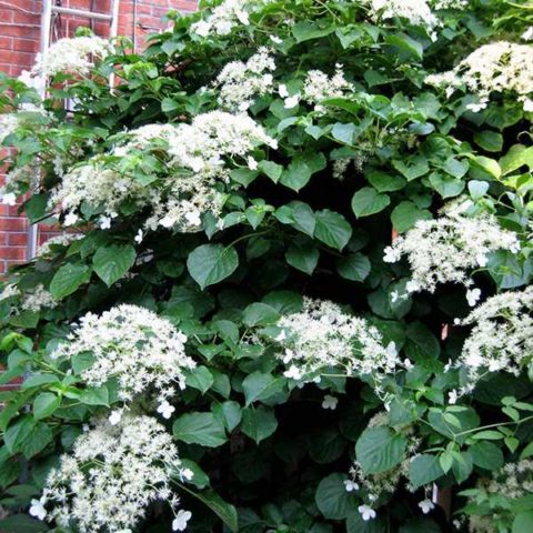 Why hydrangea does not grow: reasons for what to do