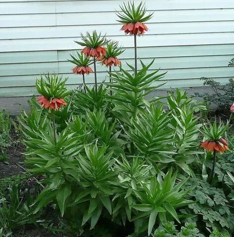 Why imperial hazel grouses do not bloom in spring: what to do if there are only leaves