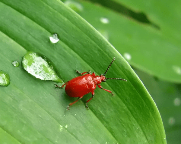 Why imperial hazel grouses do not bloom in spring: what to do if there are only leaves