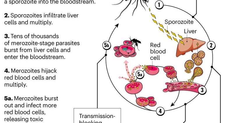 Why is approval of the malaria vaccine a turning point? [WE EXPLAIN]