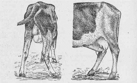 Why is cows milk bitter in winter, autumn: causes, methods of treatment