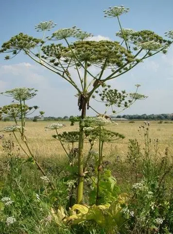 Why is it undesirable to spread hogweed Sosnowski